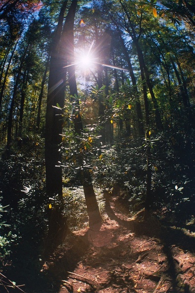 Great Smoky Mountains in the Fall 5.jpg